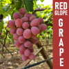 Organic-Fresh-Red-Globe-Grapes